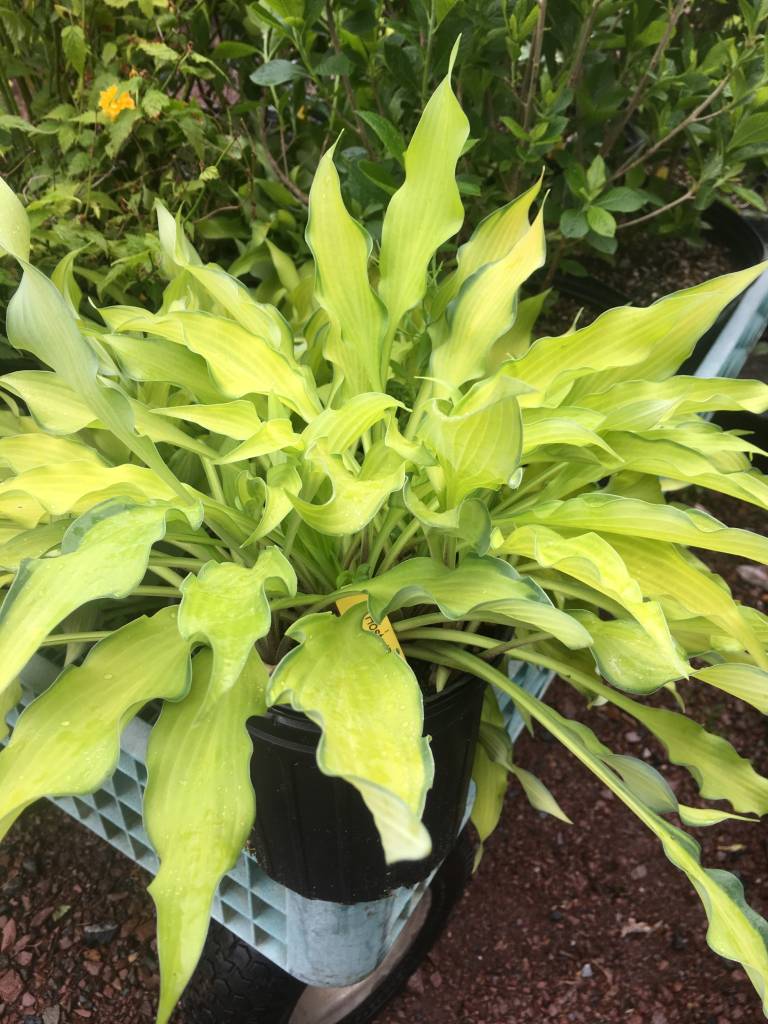 Hosta Pineapple Upside Down Cak Plantain Lily, Pineapple Upside Down