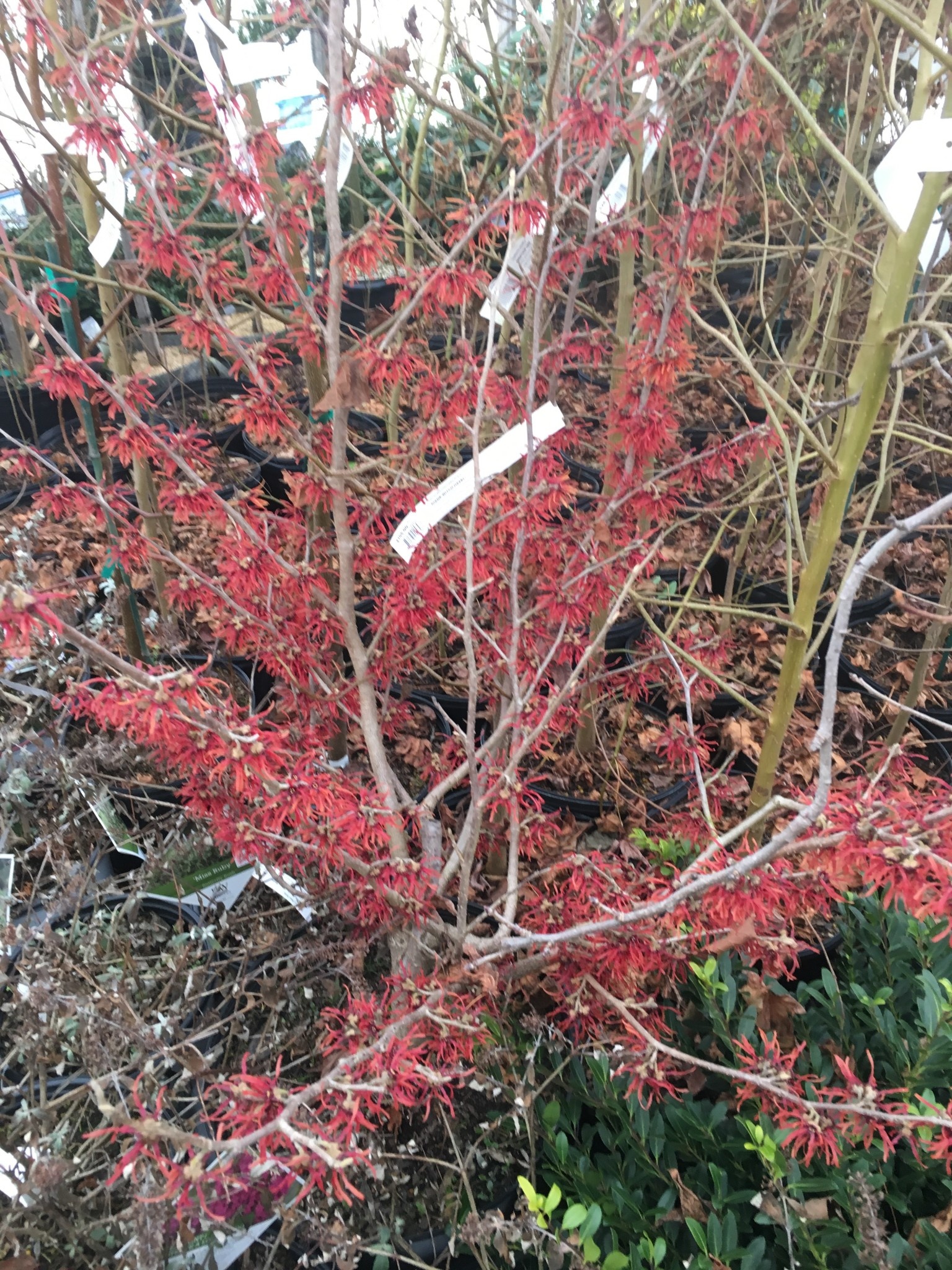 Hamamelis x int. Diane Witchhazel, Diane, 7 Behmerwald Nursery