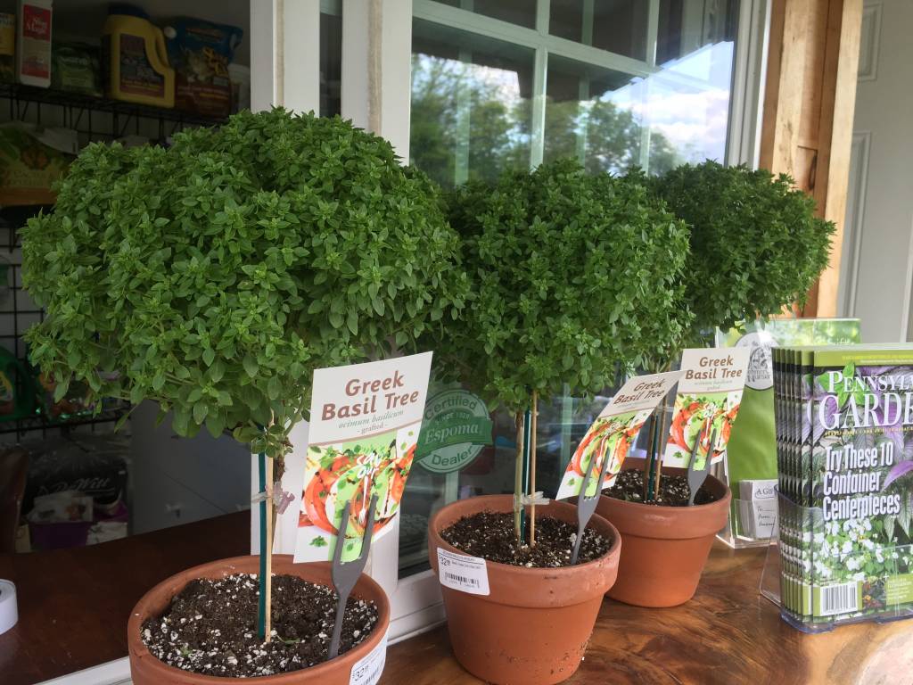 Basil, tree 2qt pot Behmerwald Nursery