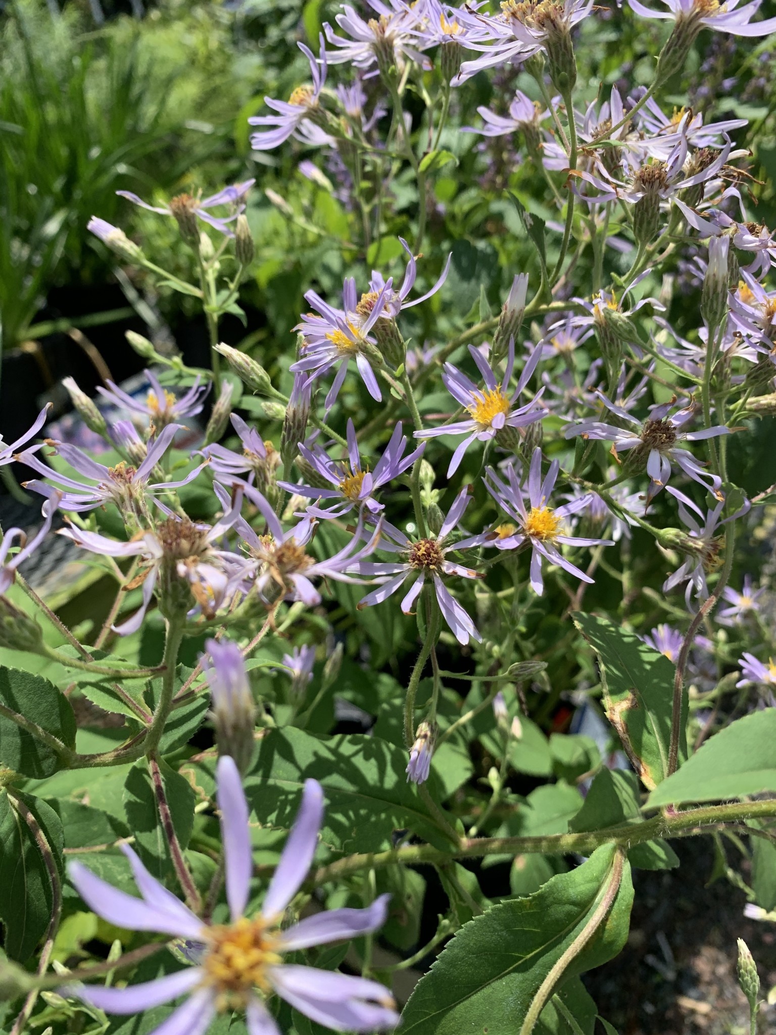 Aster macrophyllus Twilight, Bigleaf Aster 1 Behmerwald Nursery