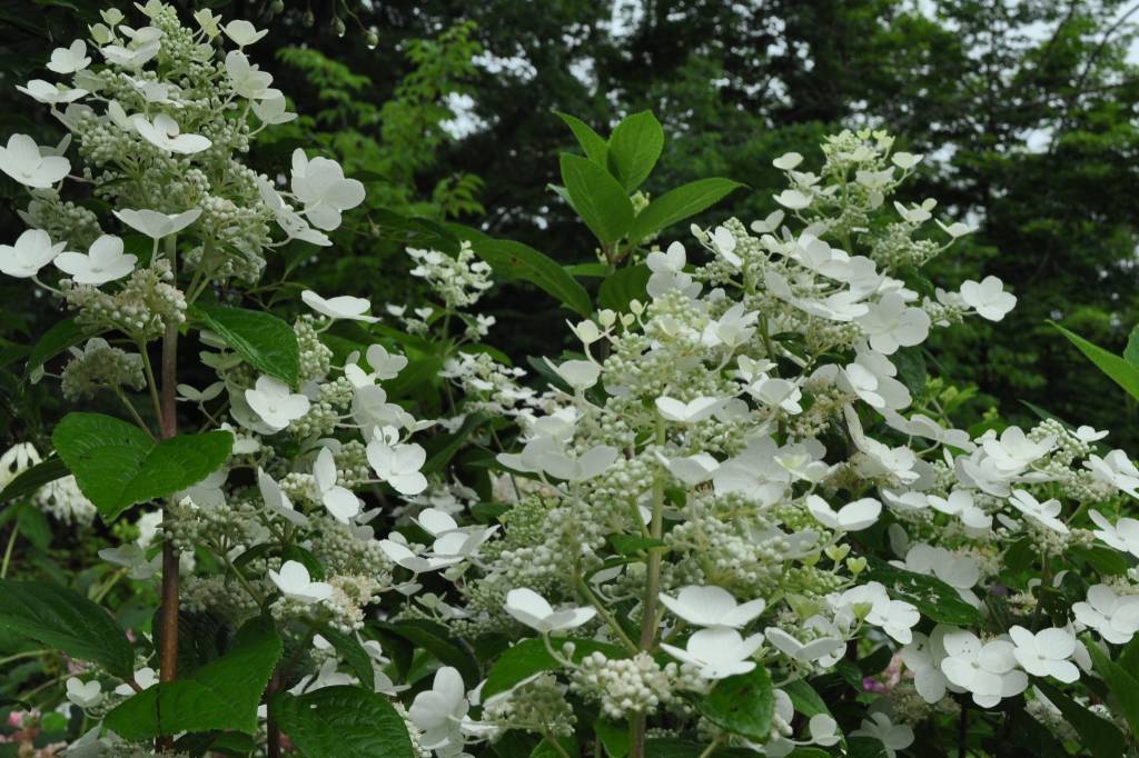 Hydrangea panic. Bulk Hydrangea Hardy, Quick Fire, 3 Behmerwald