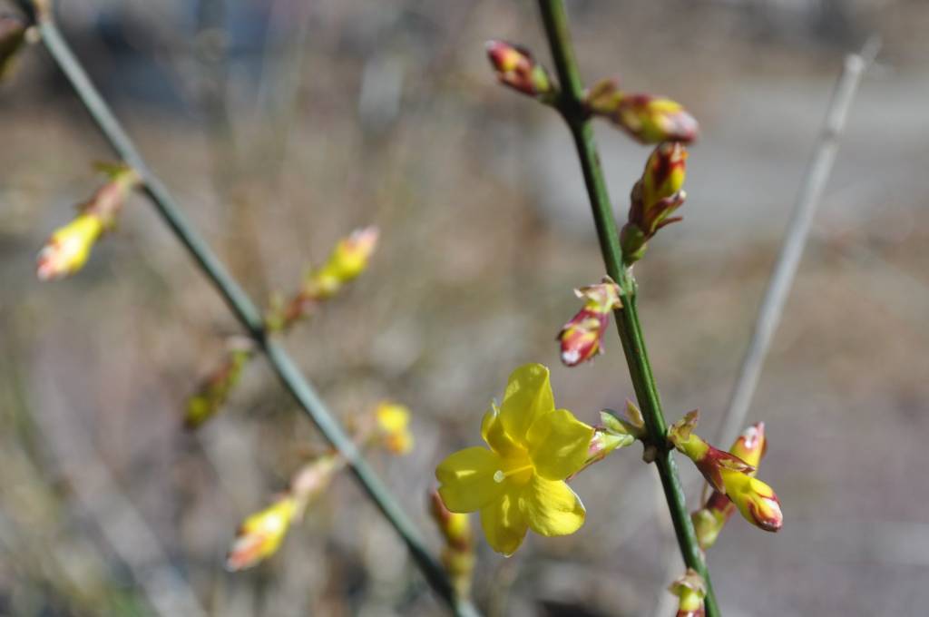 Jasminum nudiflorum Jasmine Winter, 3 Behmerwald Nursery