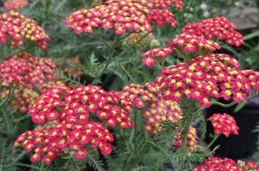 Achillea mille. Paprika Yarrow, Paprika, 1 Behmerwald Nursery