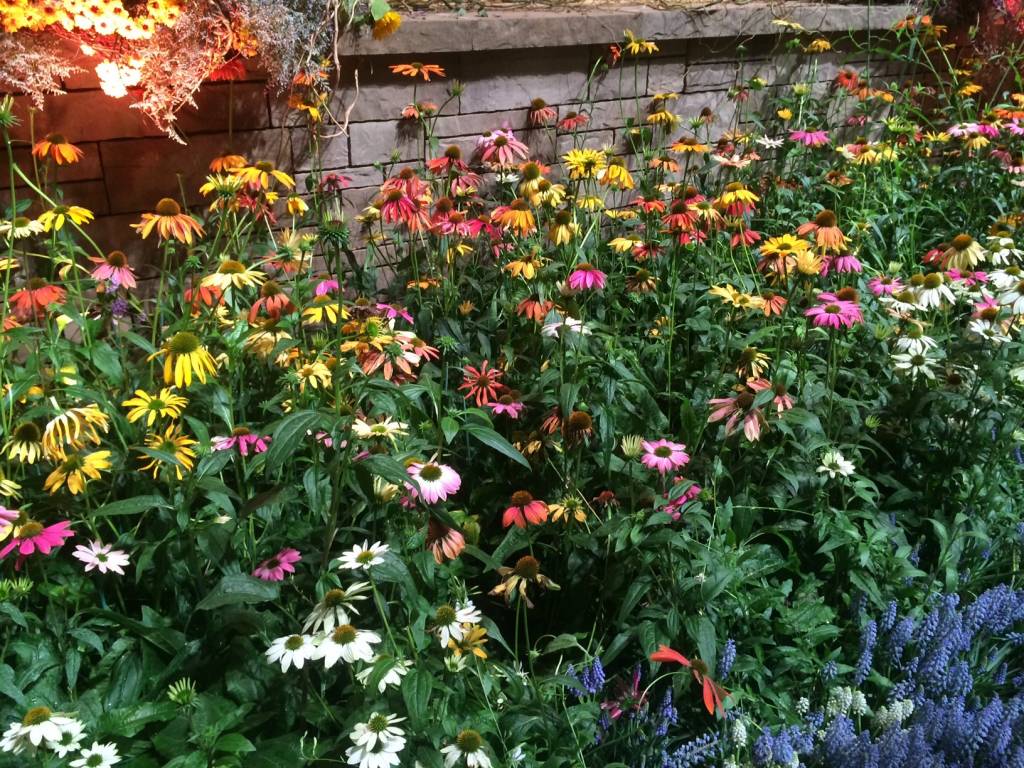 Echinacea pur. Cheyenne Spirit, Coneflower 1 Behmerwald Nursery