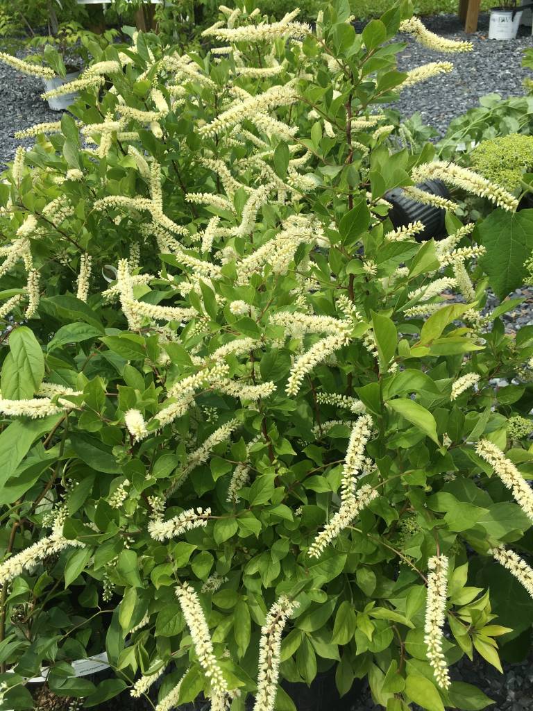 Nativar Shrub Itea virginica Henry's Sweetspire, Henry's