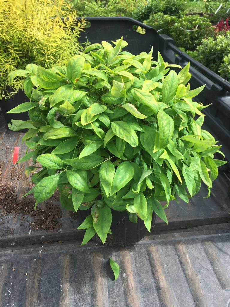 nandina domestica firepower heavenly