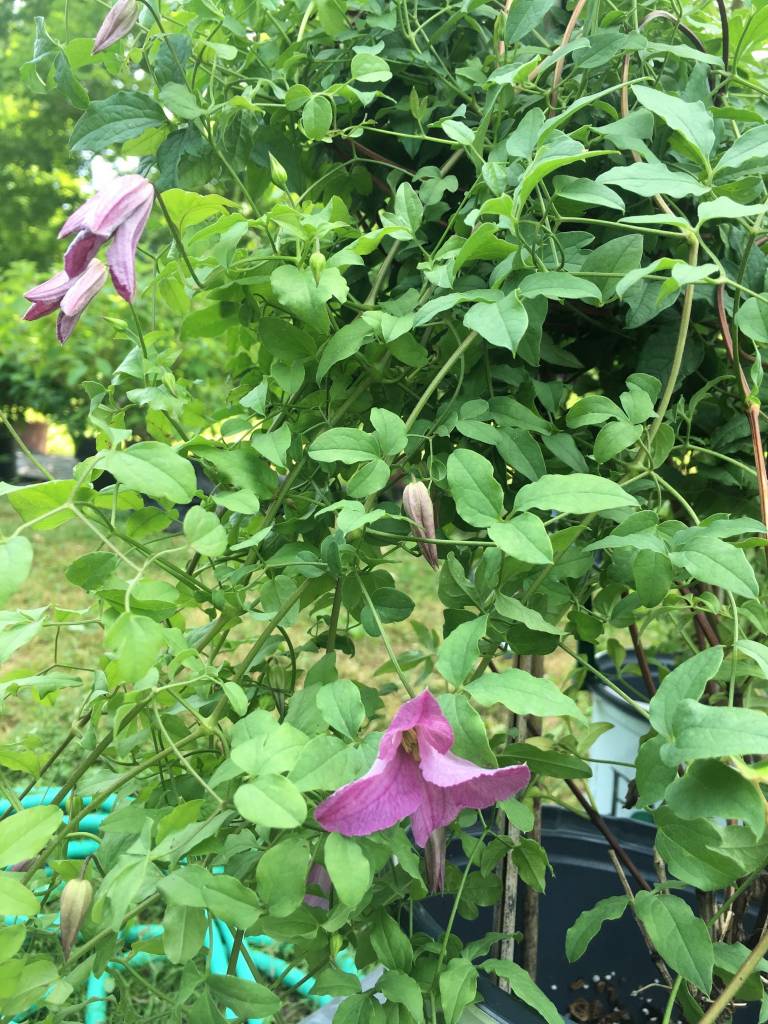 Clematis Krakowiak Clematis, Pink Mink, Behmerwald Nursery
