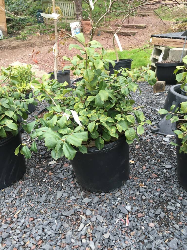 Ilex opaca 'Maryland Dwarf' Maryland Dwarf American Holly, 7