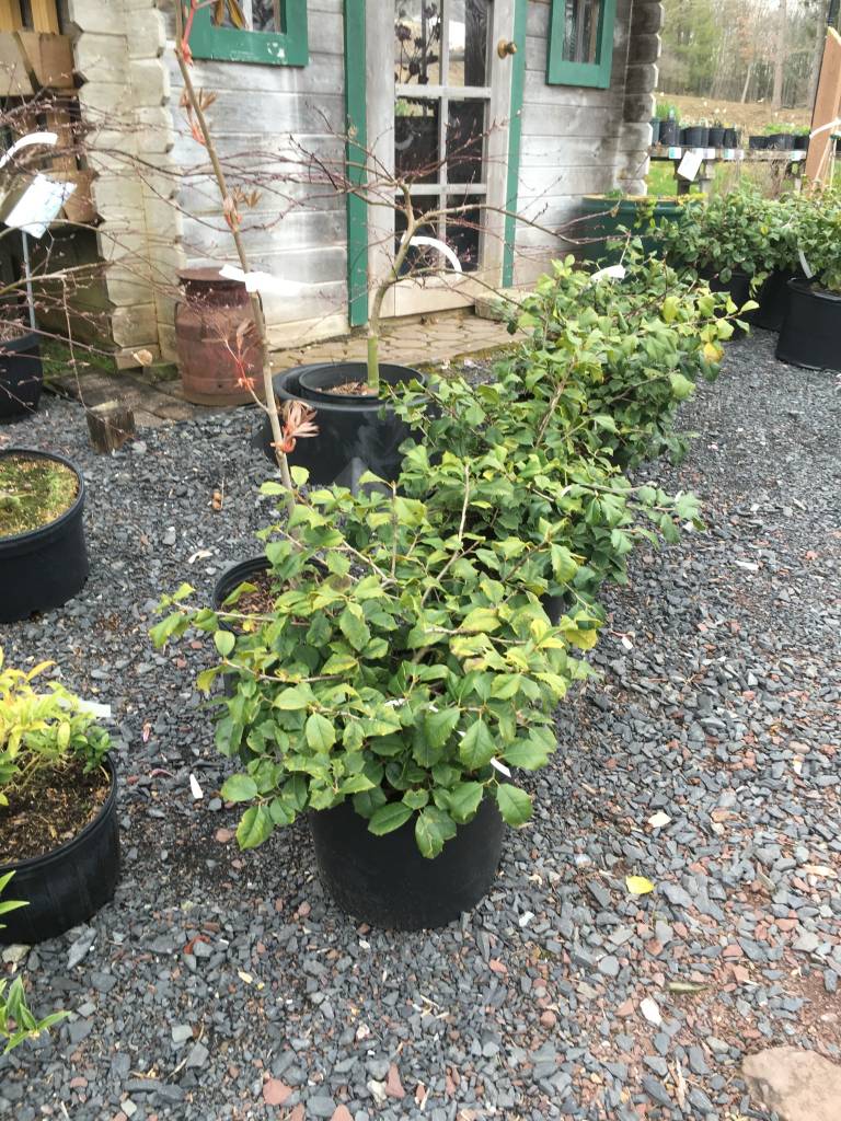 Ilex opaca 'Maryland Dwarf' Maryland Dwarf American Holly, 7