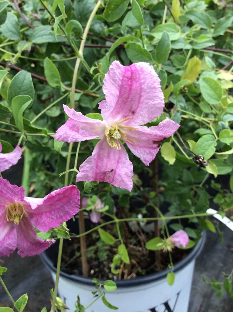 Clematis Krakowiak Clematis, Pink Mink, Behmerwald Nursery