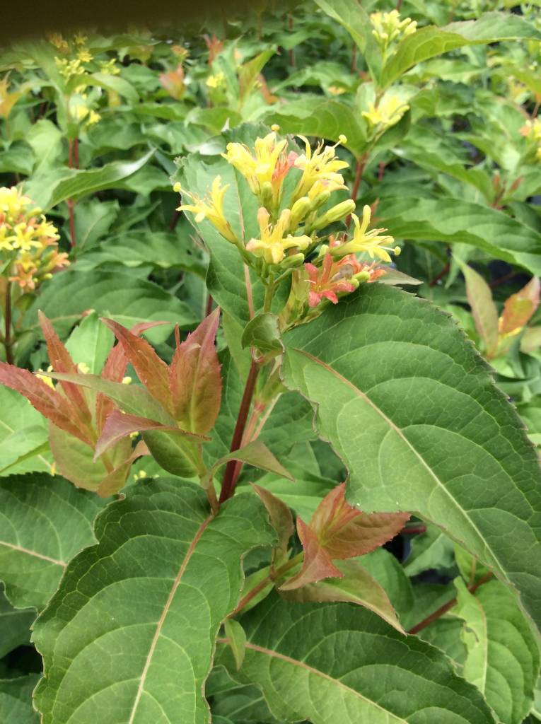 Nativar Shrub Diervilla x Kodiak Orange Honeysuckle Bush Kodiak