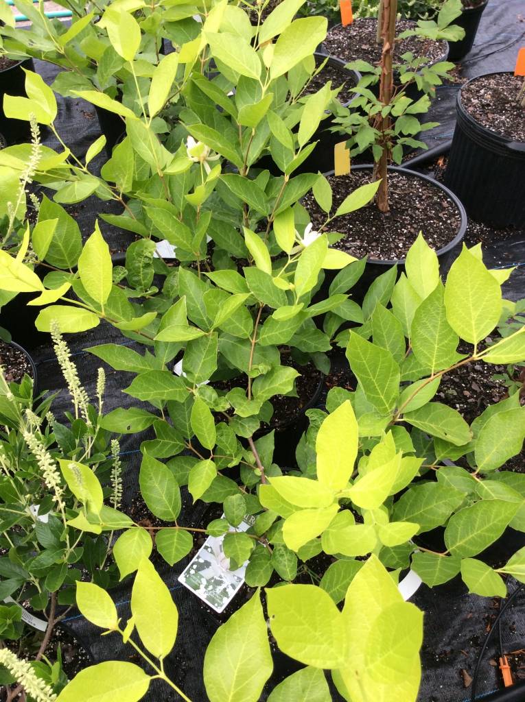 Nativar Shrub Calycanthus Venus Sweetshrub, Venus, #3 - Behmerwald Nursery