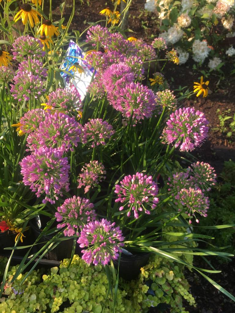 Allium Millenium Onion Ornamental Onion, Millenium, 1 Behmerwald