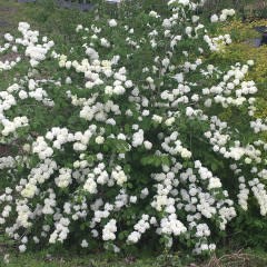 viburnum plicatum popcorn viburnum