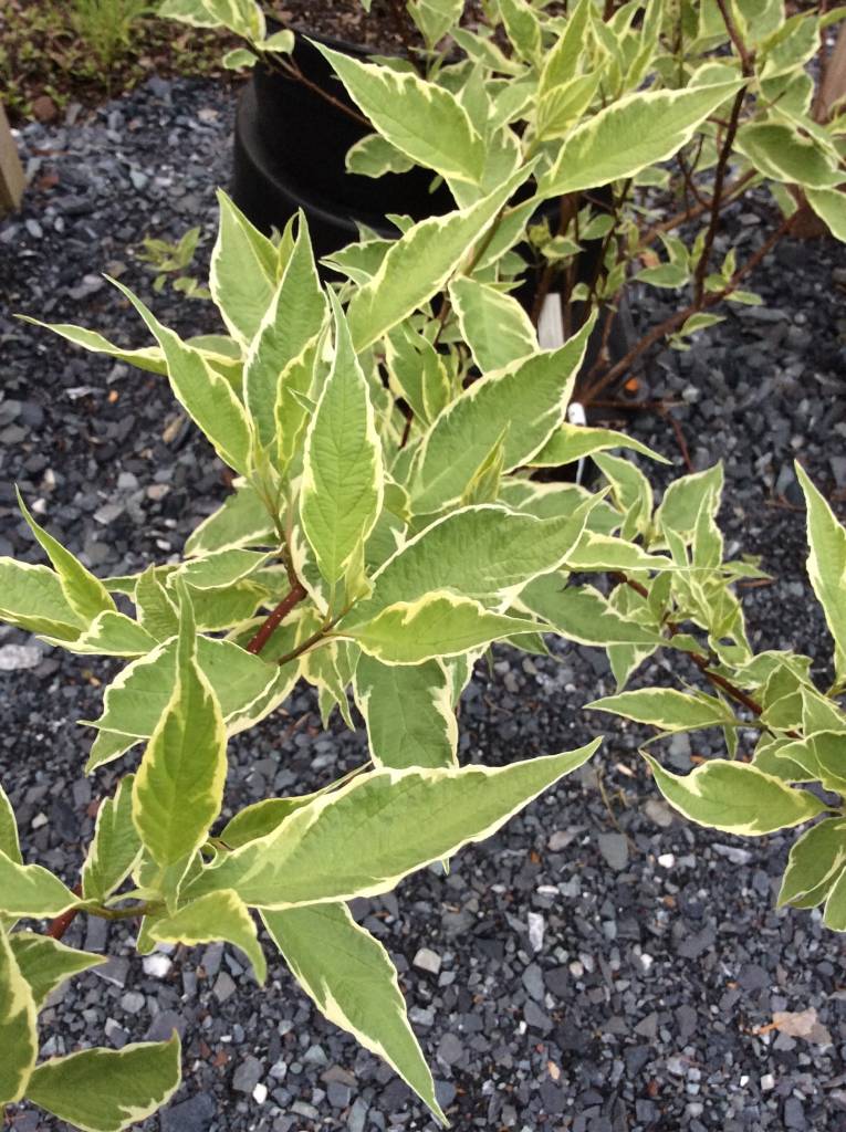 Cornus Alba Elegantissima Dogwood Red Twig Variegated 3 