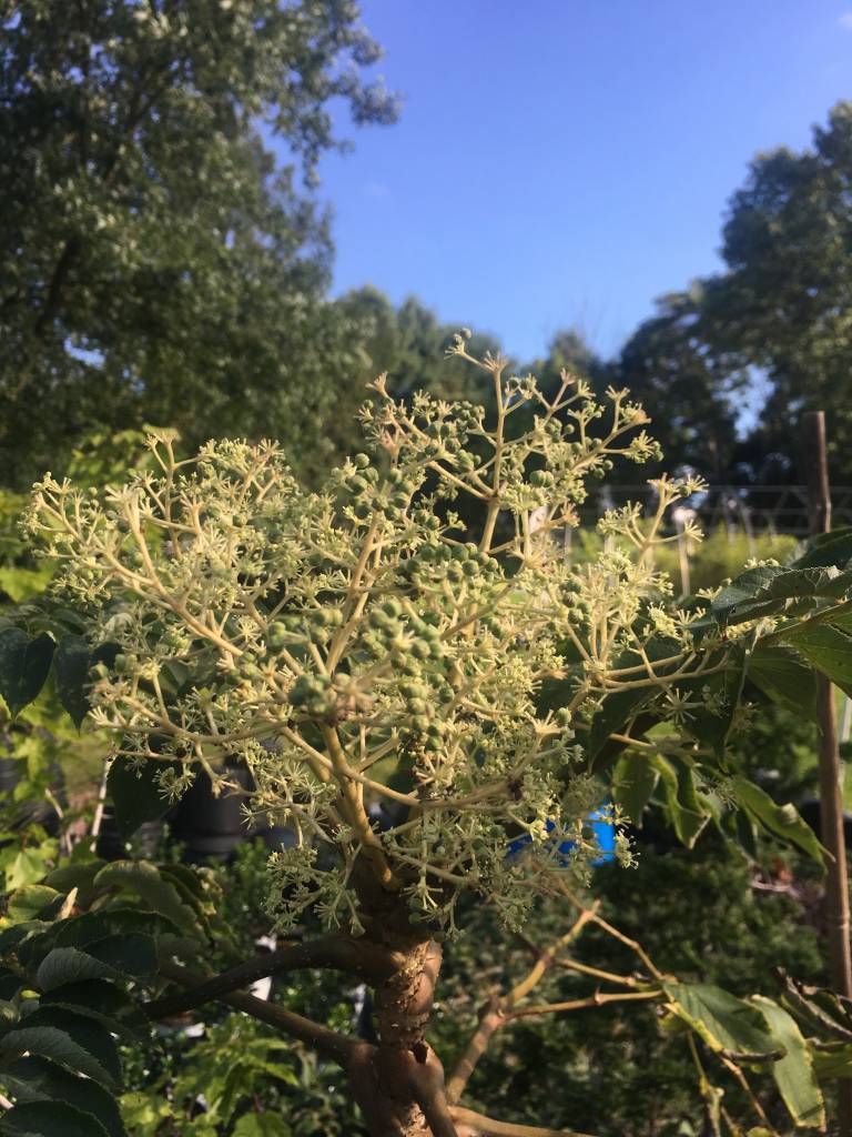 Aralia spinosa Devil's Walking Stick, 5 Behmerwald Nursery