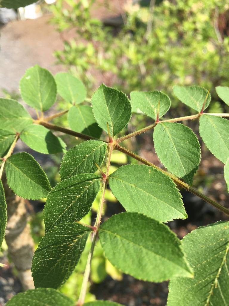 Aralia spinosa Devil's Walking Stick, 5 Behmerwald Nursery
