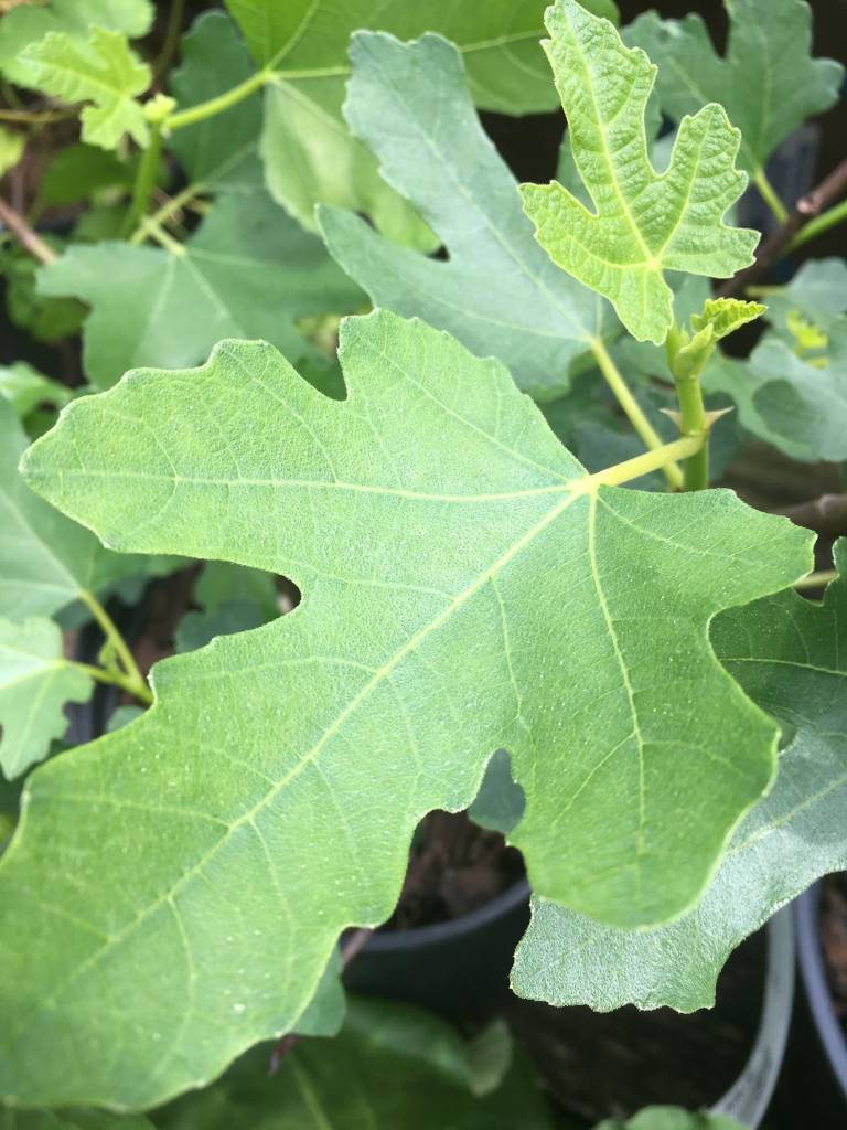 Ficus carica Brown Turkey Fig, Brown Turkey, 1 Behmerwald Nursery