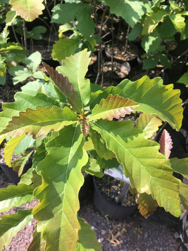 Native Tree Quercus prinus, Chestnut Oak 3 Behmerwald Nursery