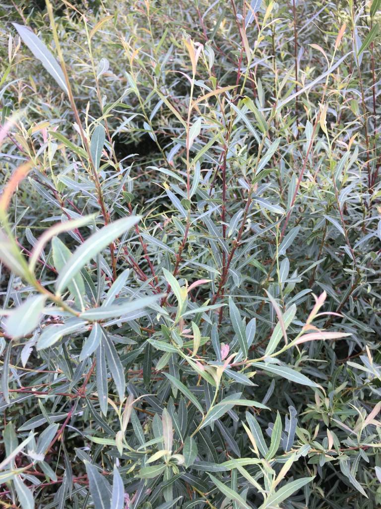 Salix Pur Nana Willow Blue Artic Dwarf Purple Osier 3 Salix Pur Nana Willow Blue Artic Dwarf Purple Osier 3
