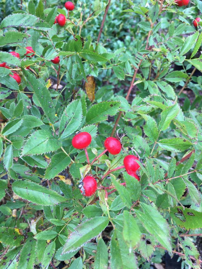 Native Shrub Rosa virginiana Rose, Virginia, 3 Behmerwald Nursery