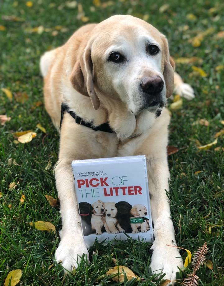 Pick of the Litter DVD Guide Dogs for the Blind
