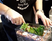 DIY Fancy Plants Classes