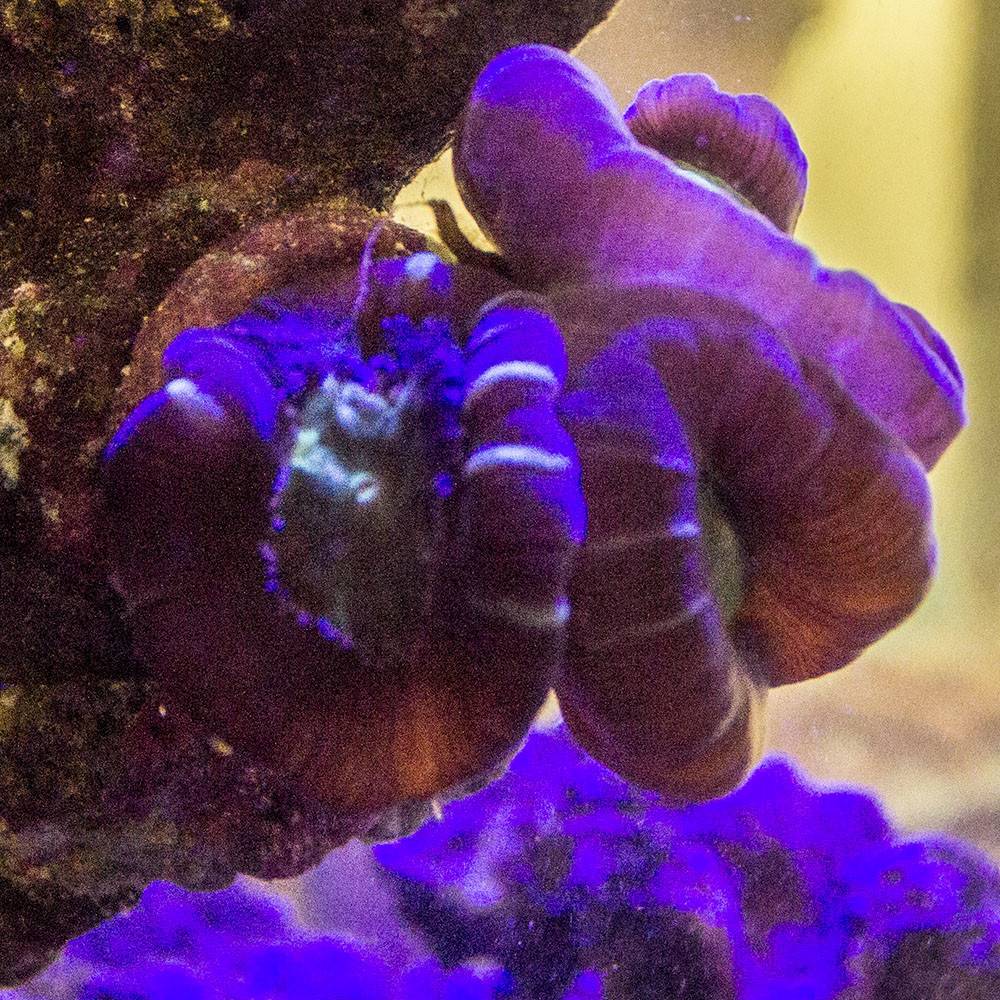 candy cane coral caulastrea