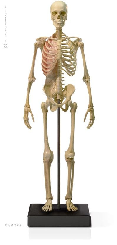 Anatomy Tools Male Skeleton V3 1:6 Scale Figure - The Compleat Sculptor
