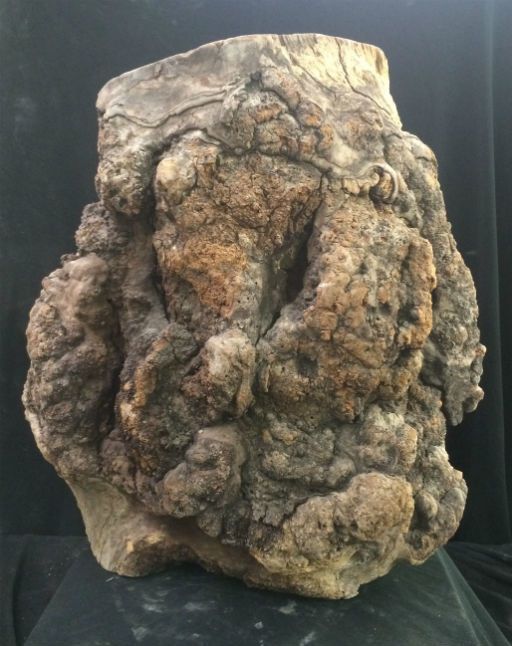 Cherry Burl 18X19X8 051003 The Compleat Sculptor The Compleat Sculptor