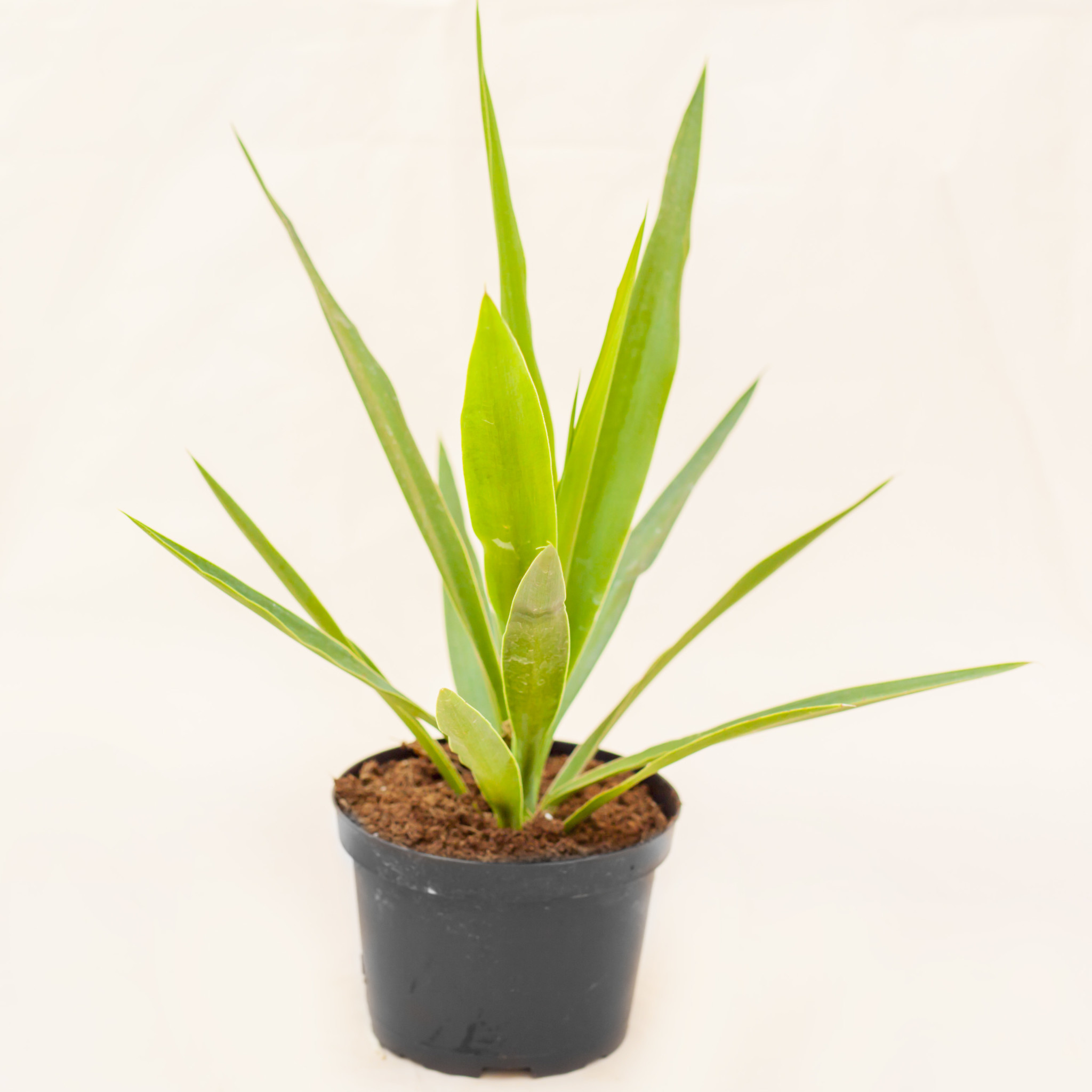 Yucca Tips 6" Dutch Growers