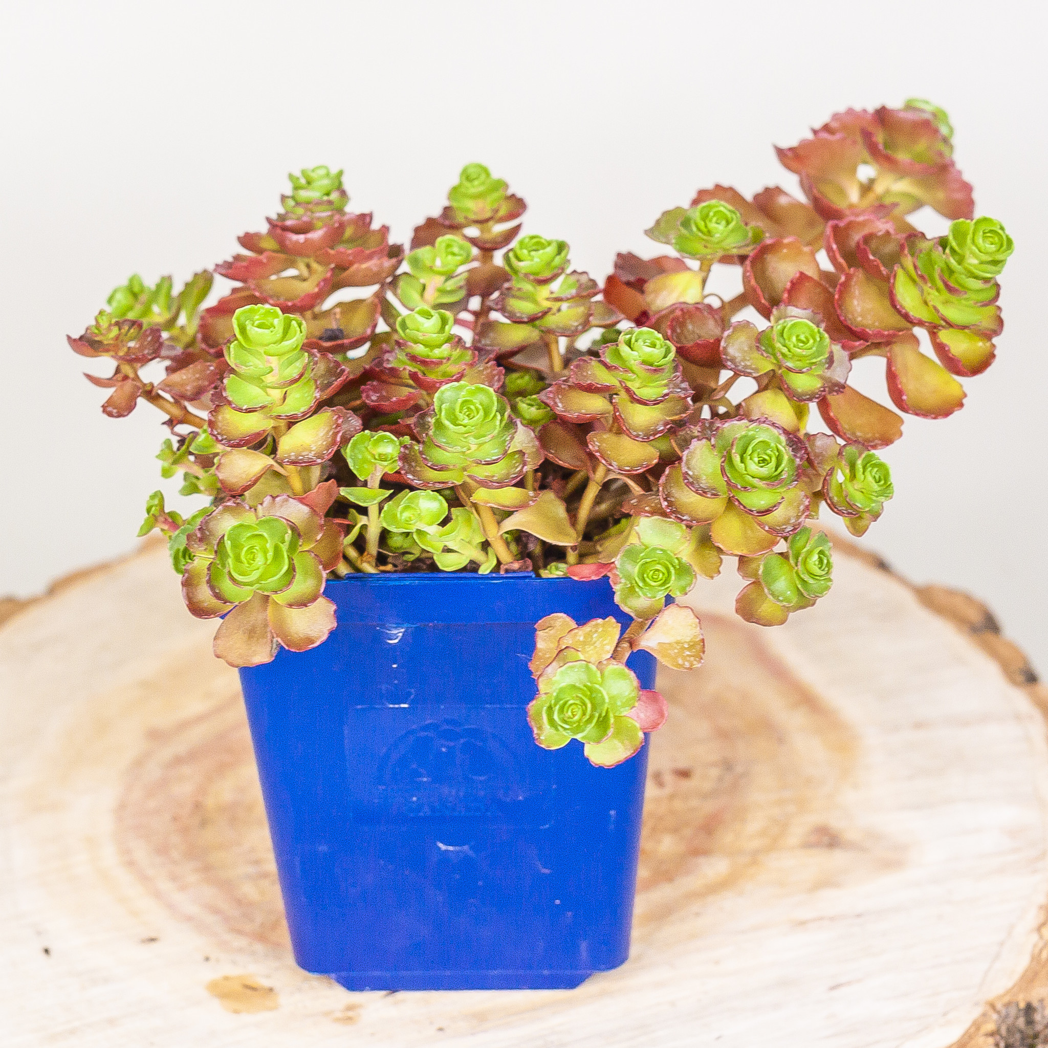 Red creeping sedum plant