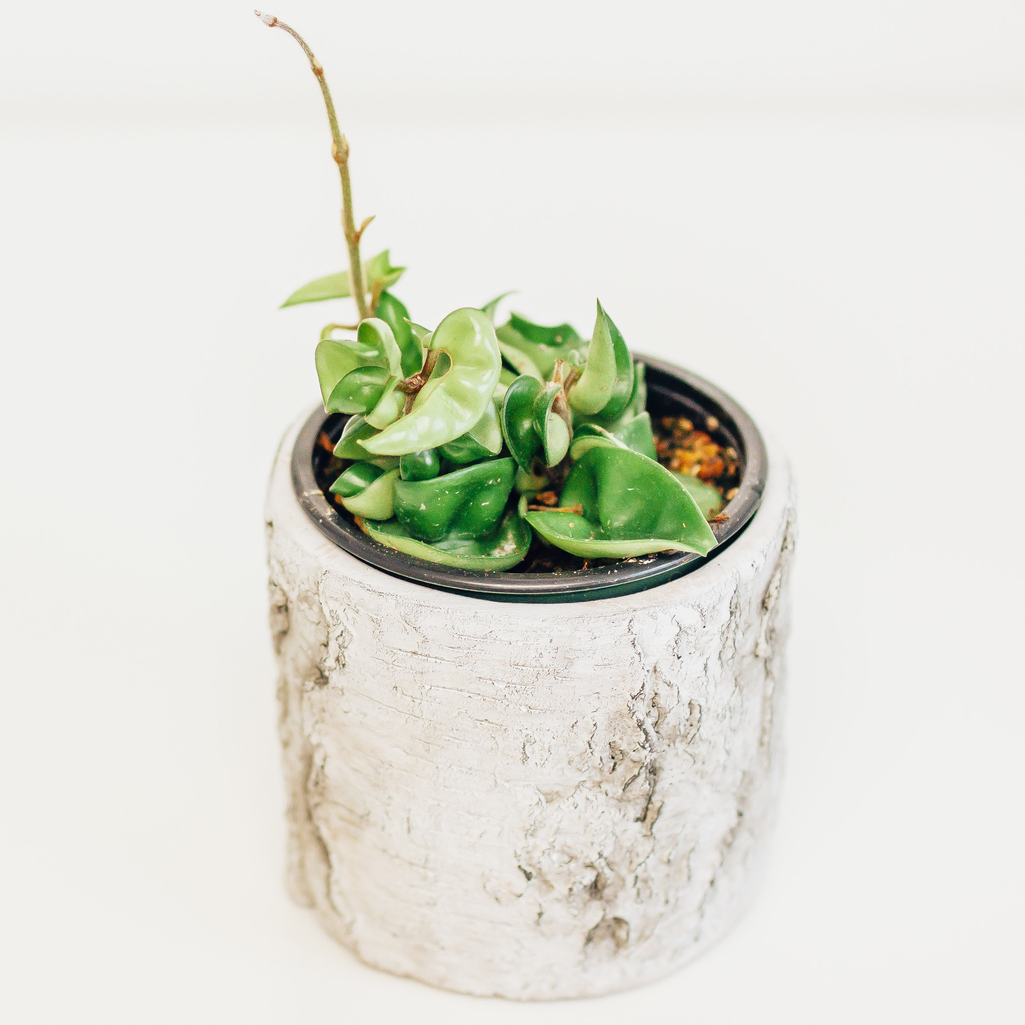 Dutch Growers Dutch Growers