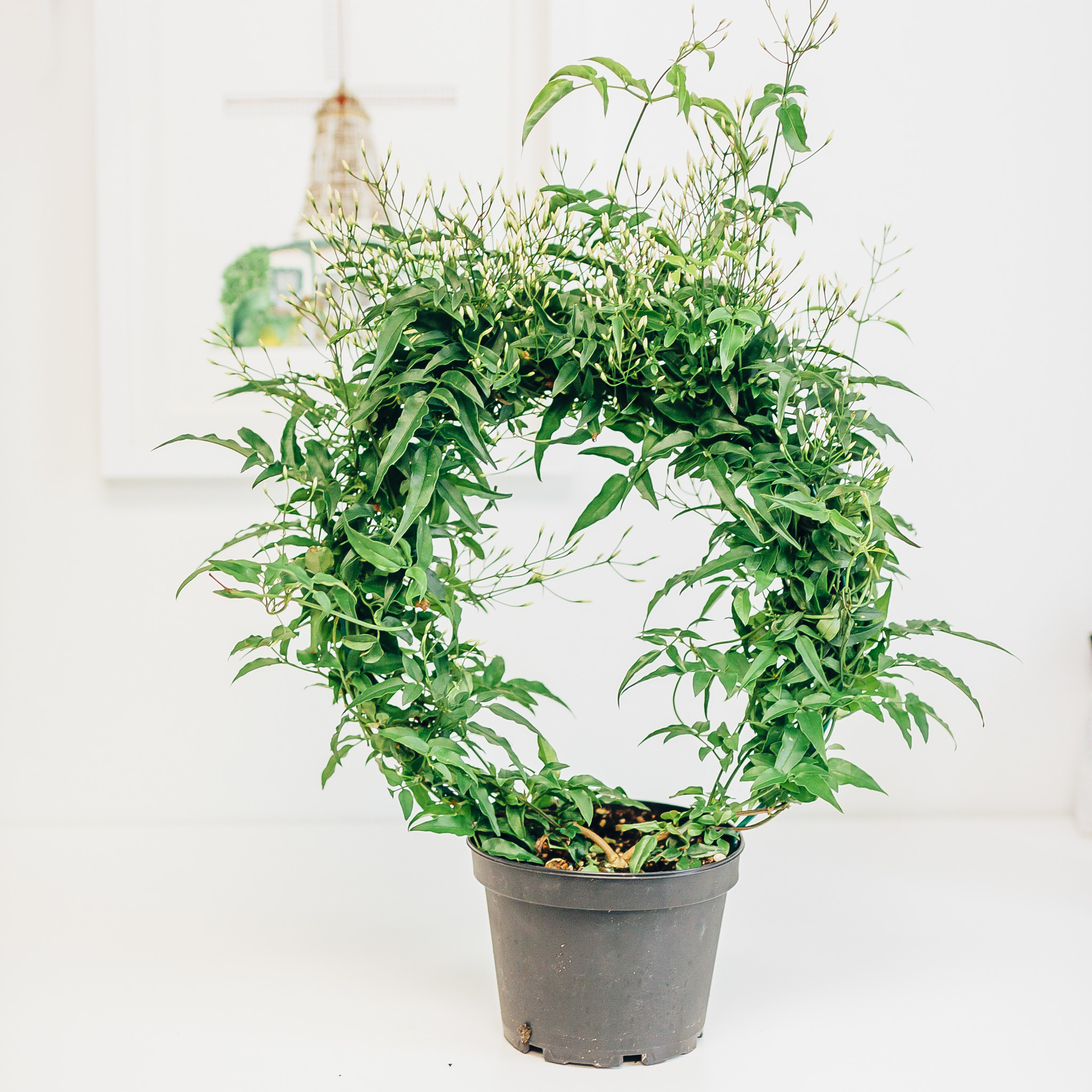 Dutch Growers Dutch Growers