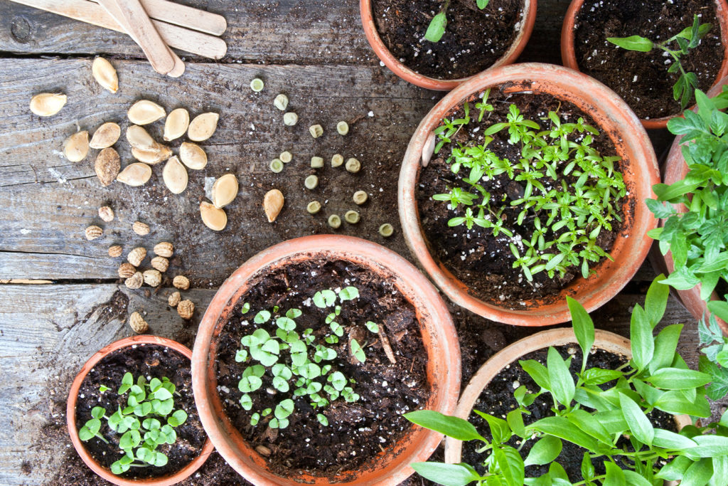 Dutch Growers Dutch Growers