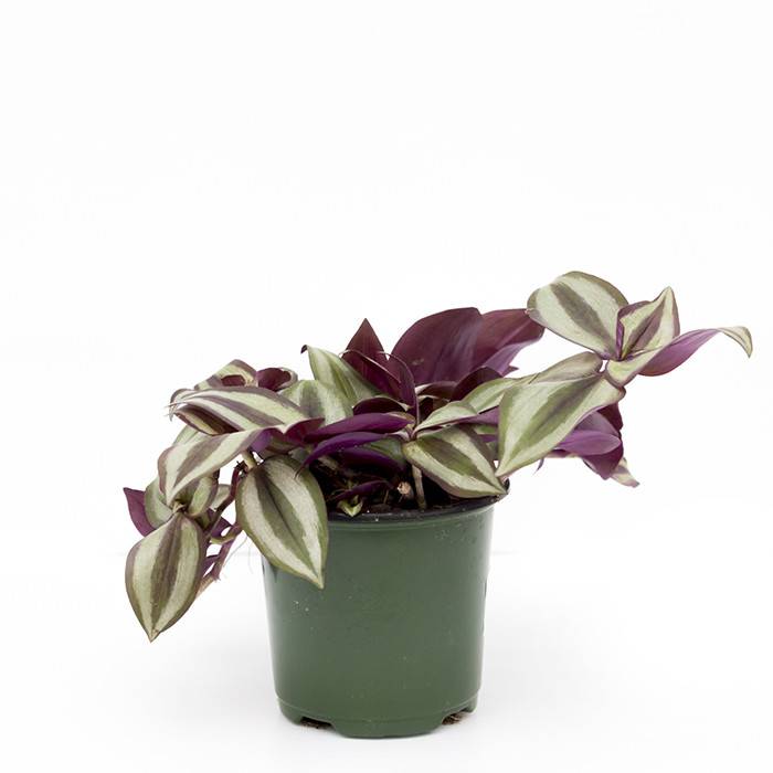Wandering Jew Purple 4" Dutch Growers