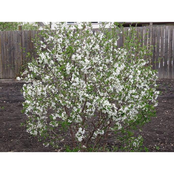 Cherry Crimson Passion Dutch Growers