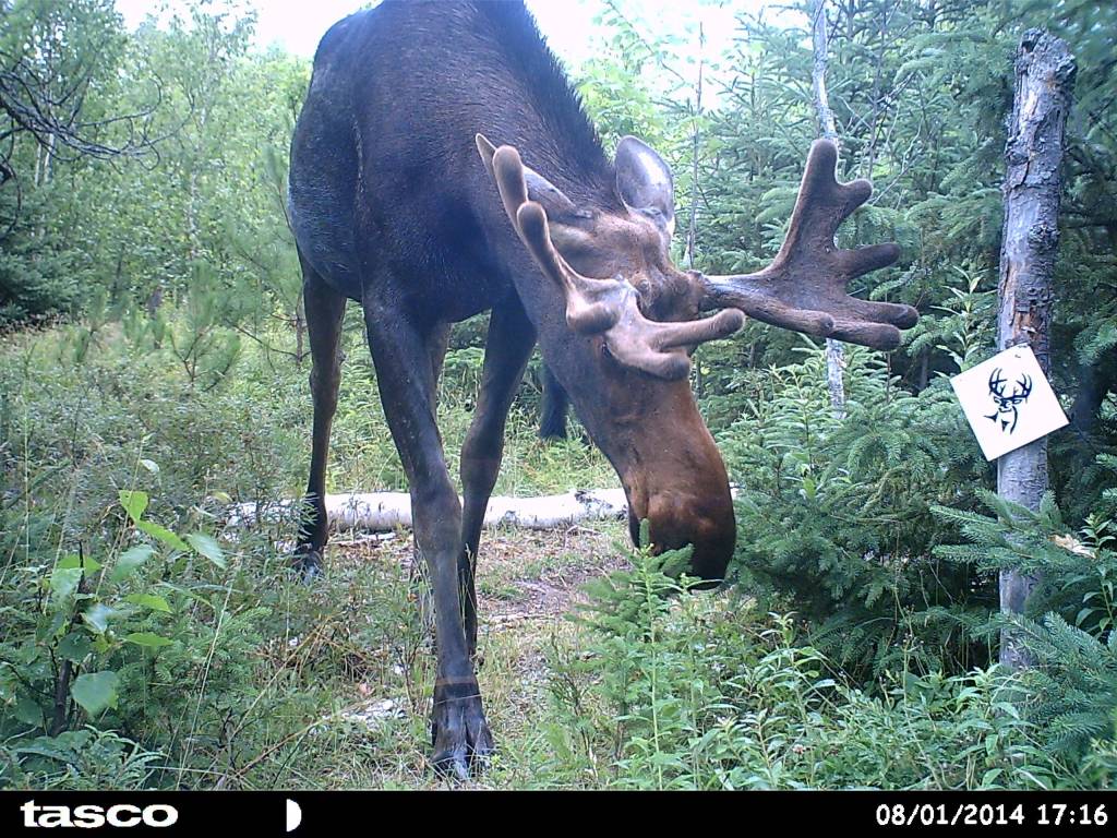 Heavy Weight 50lb Rack Stacker