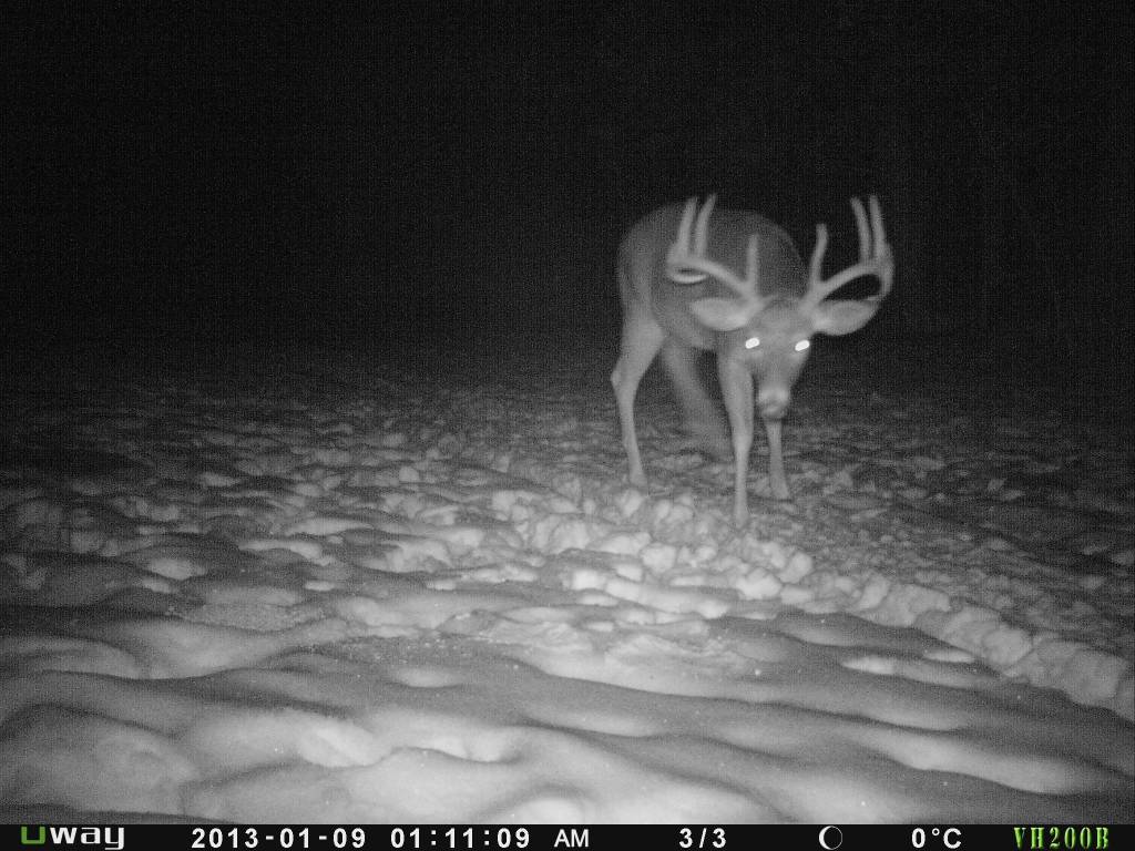 Rack Stacker Original Deer Feed 44lbs. Rack Stacker