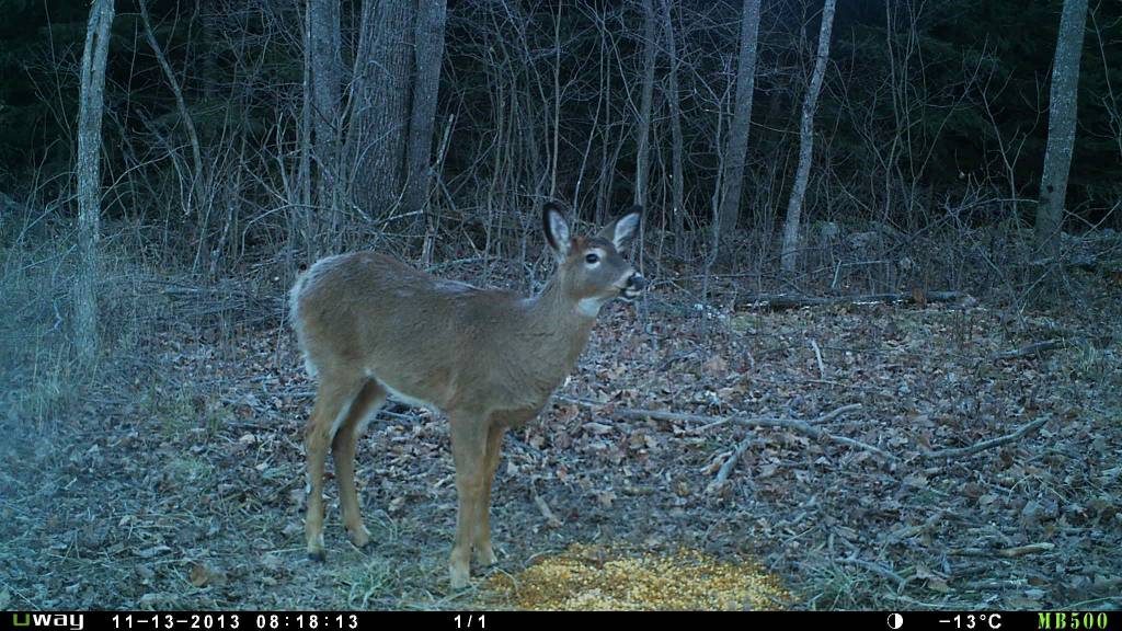 Rack Stacker Original Deer Feed 44lbs. Rack Stacker