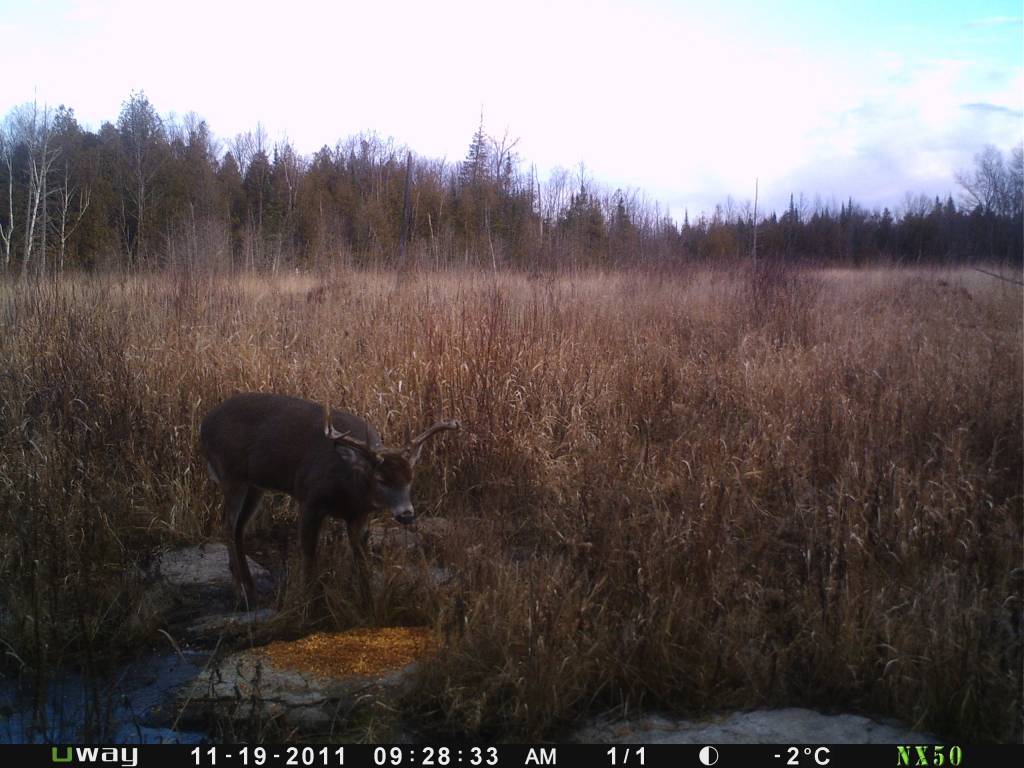 Rack Stacker Original Deer Feed 44lbs. Rack Stacker