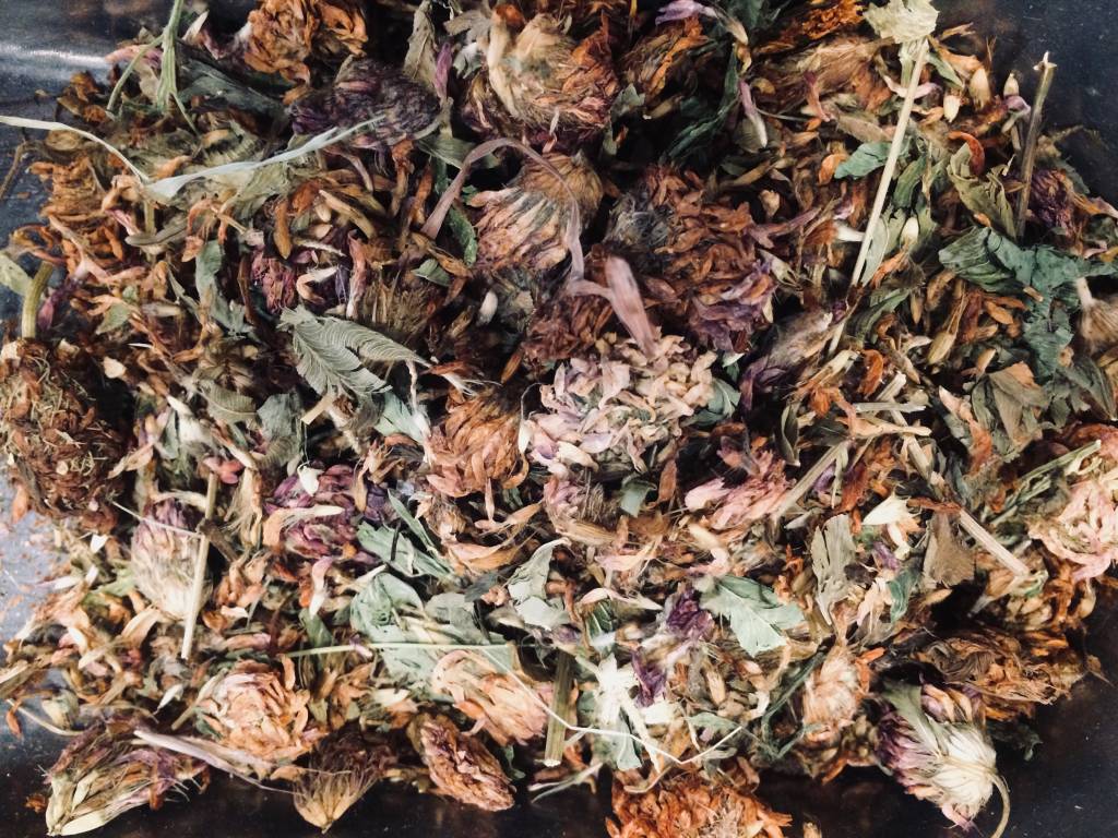 Red Clover Materia Medica