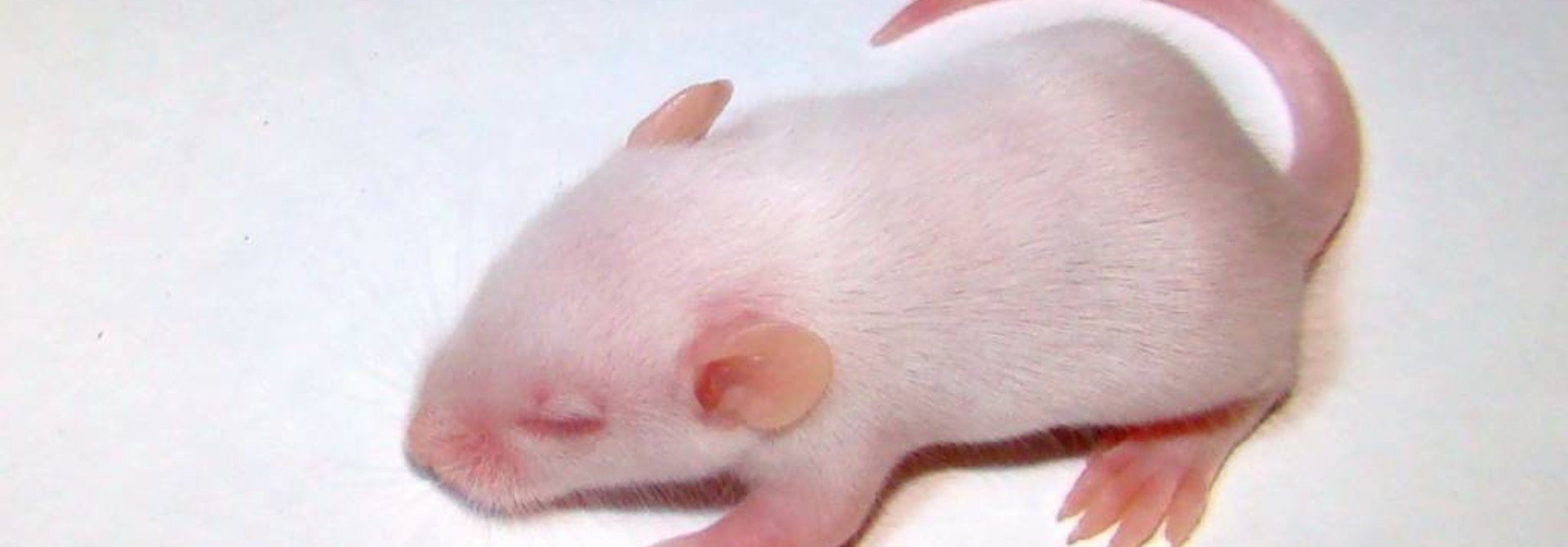 5 Frozen Fuzzy Mice Tracker S Pet Supply