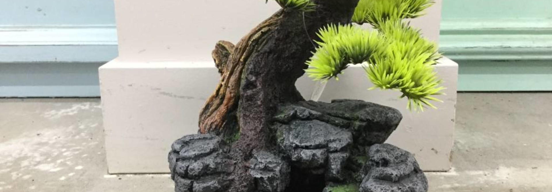 Aqua Della Bonsai on Rock