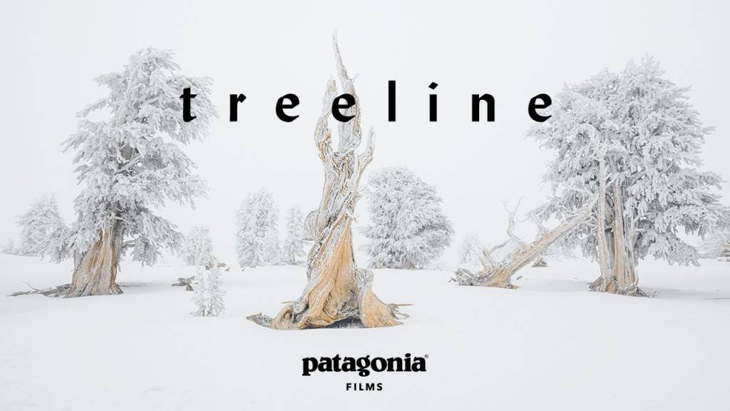 Patagonia Treeline
