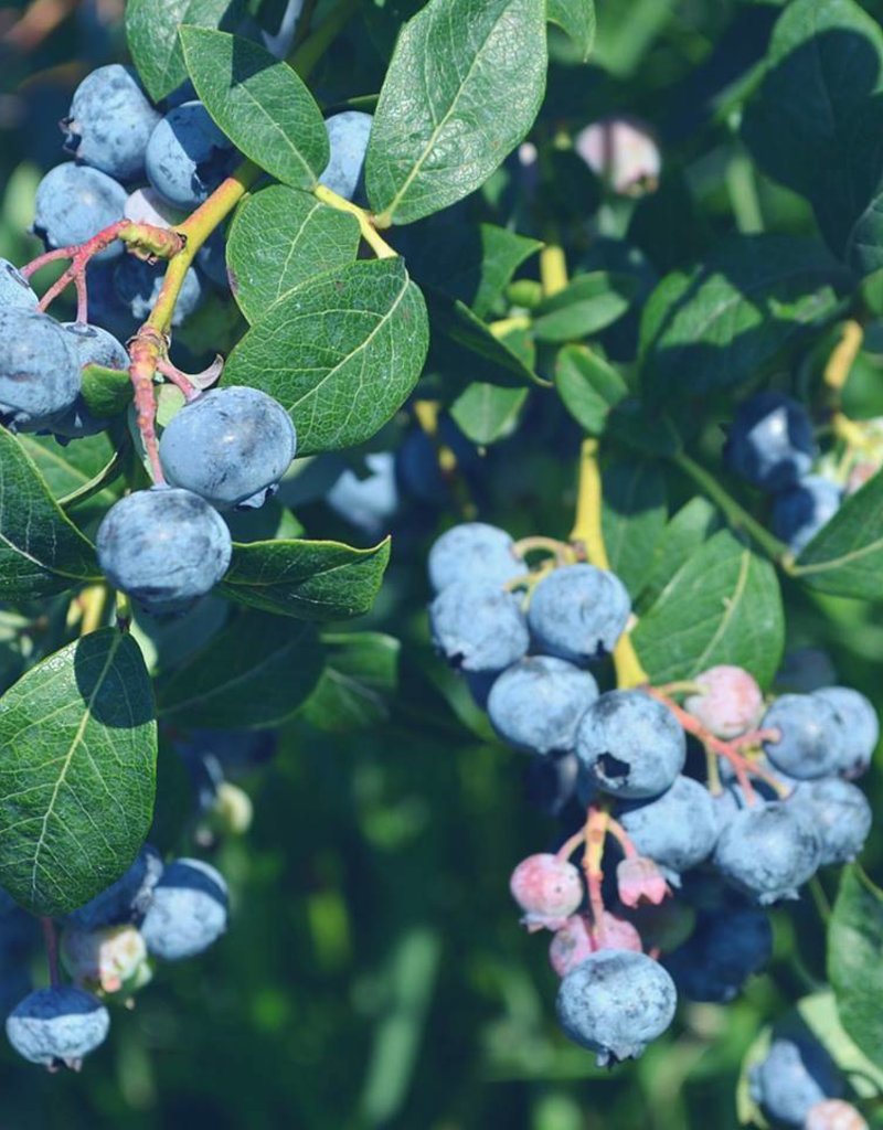 Blueberry Polaris 7/12" Wagon Wheel