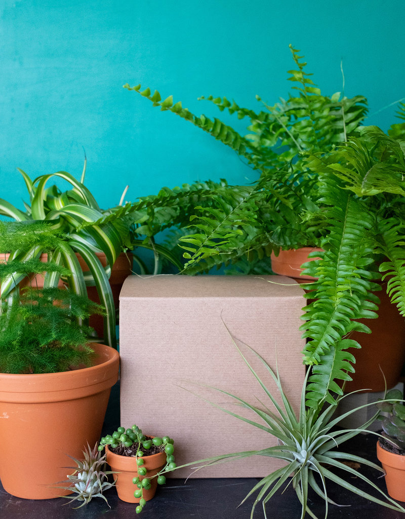Plant’s Monthly Subscription Box Plant