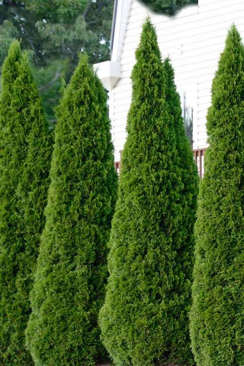 Arborvitae Emerald Green A Bloom Garden Center