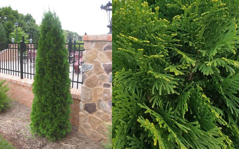 Arborvitae Emerald Green A Bloom Garden Center