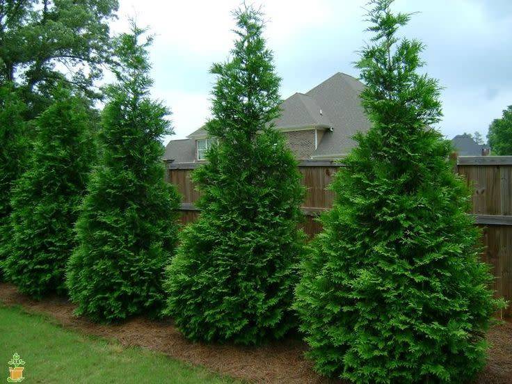 Arborvitae Green Giant - A Bloom Garden Center